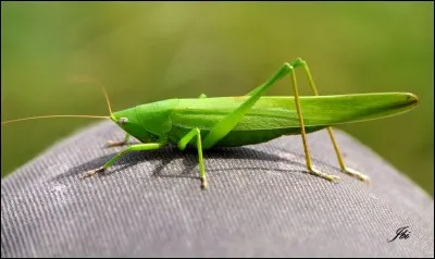 Quelle est la taille d'un conocéphale gracieux ?