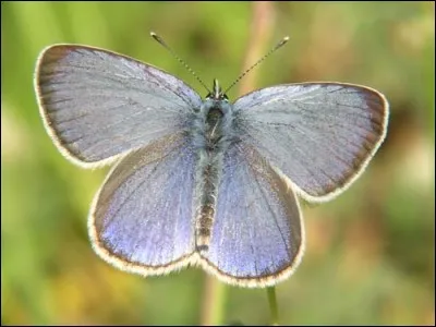 A quelle période l'Azuré des cytises s'observe-t-il en vol ?