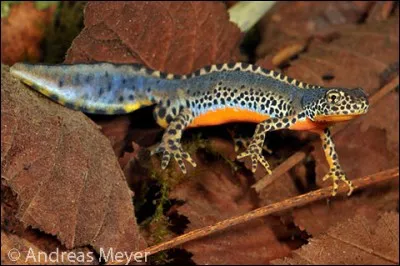 La femelle triton alpestre mesure entre...