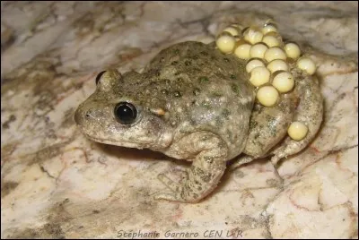 L'Alyte accoucheur mesure généralement...