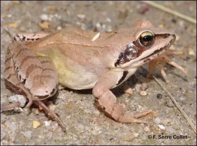 La saison de reproduction de la grenouille agile débute...