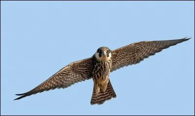 La population européenne du faucon hobereau est estimée à...