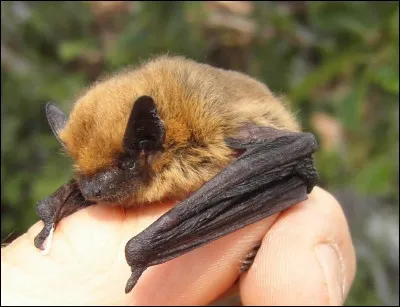 La pipistrelle commune est une des espèces de chauves-souris...