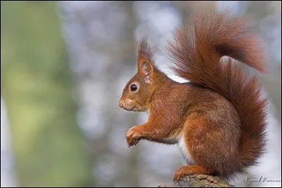La période de reproduction de l'écureuil roux a lieu...
