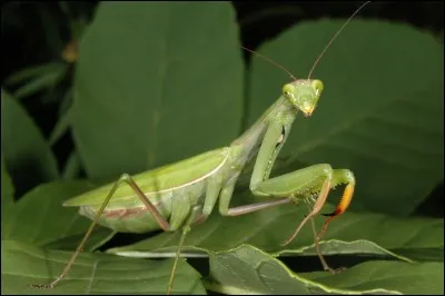 Où se rencontrent généralement les mantes religieuses ?