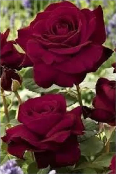 Un verbe est l'intrus à cause de son groupe. Lequel ?