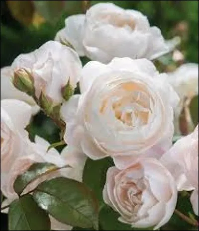 Quel adjectif est l'intrus ?