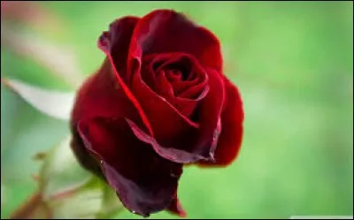 Cochez le mot intrus.