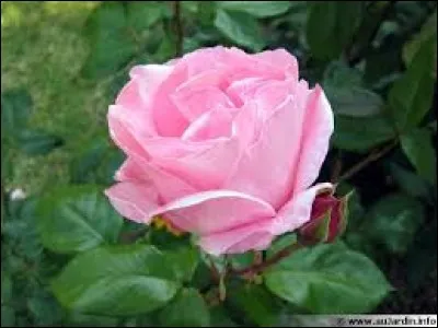 Quel verbe est l'intrus ?