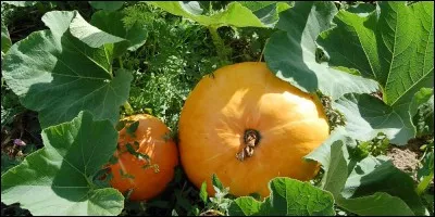 Qui va manger vos carottes et vos courges ?