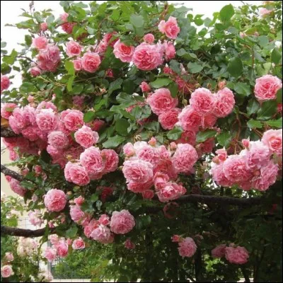 Il est à la fois un ami et un ennemi, il mange les chenilles, mais donne des coups de bec dans les rosiers, c'est ...