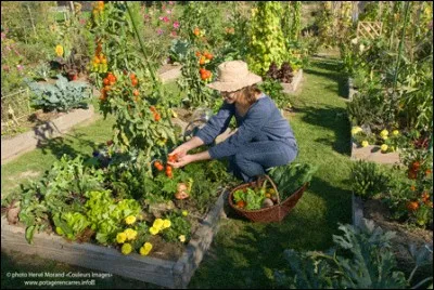 Quel animal est considéré comme ravageur des cultures ?