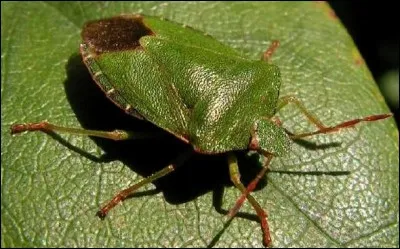 Quel légume n'est pas apprécié par la punaise verte ?