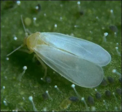 L'aleurode n'aime pas les...