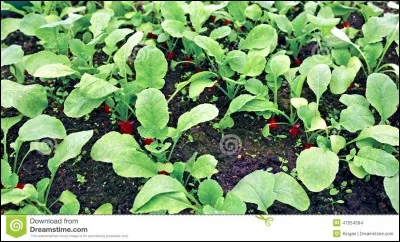 Quel animal cause des dégâts sur les jeunes plantes dont elle sectionne les racines.