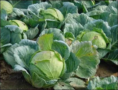 C'est une mouche qui aime particulièrement certains légumes mais pas le...
