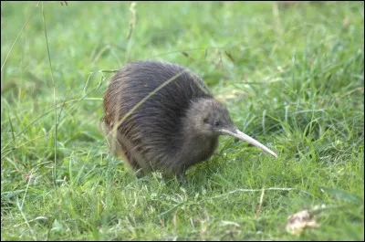 Où vivent les kiwis ?