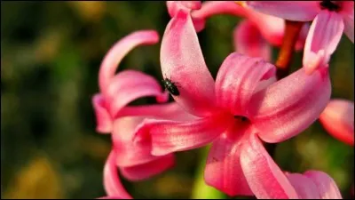 Comment s'appelle cette fleur ?