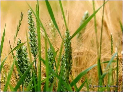 Comment s'appelle cette plante ?
