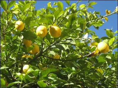 Comment s'appelle cet arbre ?