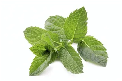 Comment s'appelle cette plante ?