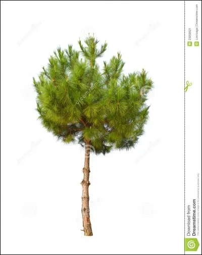 Comment s'appelle cet arbre ?