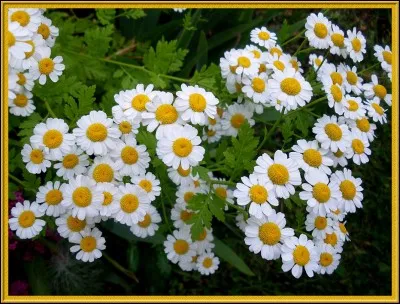 Comment s'appelle cette fleur ?