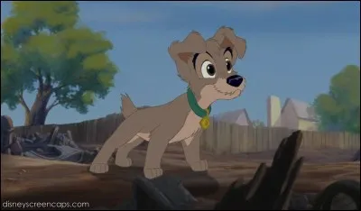 Qui est ce petit chien, fils de Clochard et Lady ?