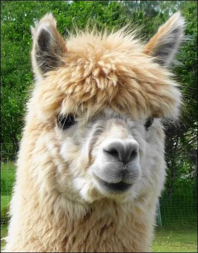 Comment s'appelle cet animal ?