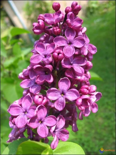 Son nom peut être aussi un prénom féminin.
