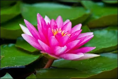 Quelle est cette fleur ?