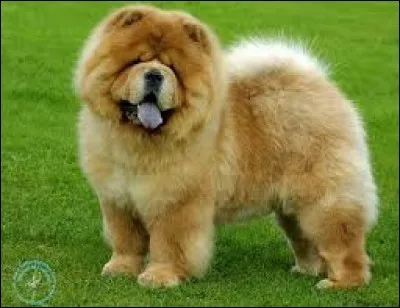 Quelle est la race de ce chien ?