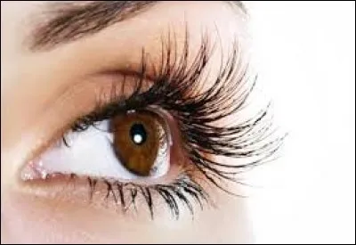 Un moment donn&eacute;, pendant le check-up, Elwin fait allusion &agrave; la nouvelle &eacute;cole de la jeune t&eacute;l&eacute;pathe. Nerveuse, Sophie ne peut s'emp&ecirc;cher de tirer sur un de ses cils, un tic nerveux qu'elle s'efforce d'&eacute;liminer . A ce moment l&agrave;, commence un d&eacute;bat entre le docteur et sa patiente. A la fin, Sophie compare son m&eacute;decin &agrave; une personne qu'elle connaissait dans les cit&eacute;s interdites. De quoi s'agit-il ?