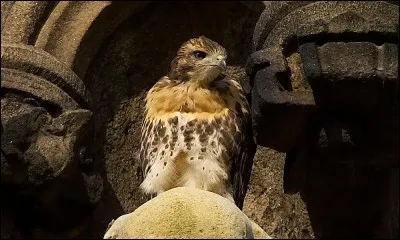 Poisson d'eau douce, ou élément très utile pour se protéger du soleil !
