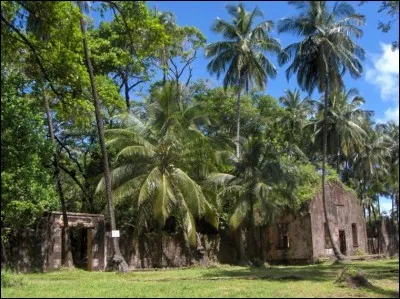 Ongulé sauvage, transitoire entre l'âne et le cheval !