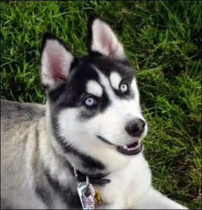 D'après toi quelle est cette race ?