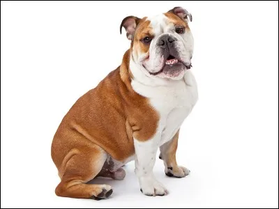 Quelle est cette race de chiens ?