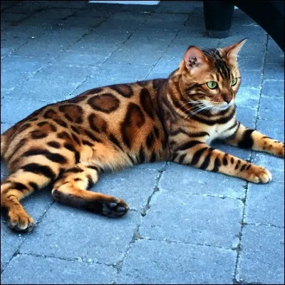 De quelle couleur est le pelage d'Étoile Bleue ?