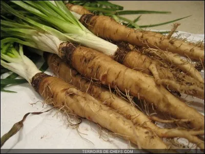 Le salsifis est un légume dont on mange les ...