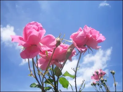 Comment dit-on mai en anglais ?