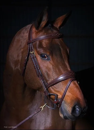 Quelle est cette muserolle ?