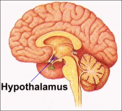 Quelle hormone sécrète l'hypothalamus ?