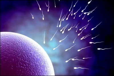 La définition exacte d'un gamète est :