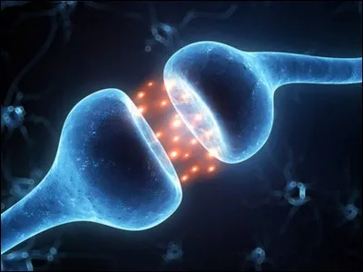 Sur quoi les neurotransmetteurs se fixent-ils ?