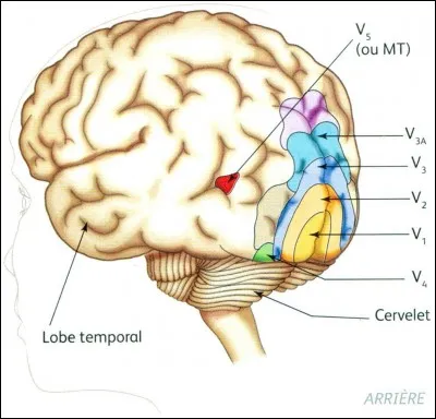 Dans le cortex visuel primaire, à quoi la zone appelée ''aire V4'' est-elle destinée ?