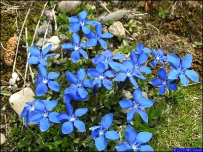 La gentiane peut être bleue mais aussi...