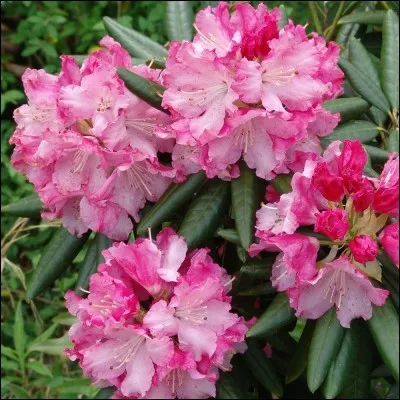 Le rhododendron est une plante toxique en cas d'ingestion...