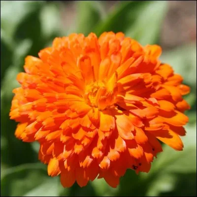 Le souci est une plante cicatrisante...