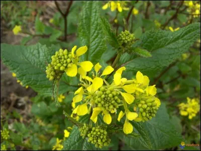 Quelle est cette plante ?