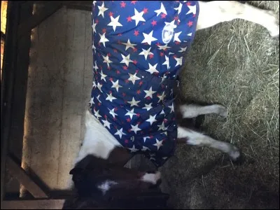 Quelle est la robe de ce cheval ?